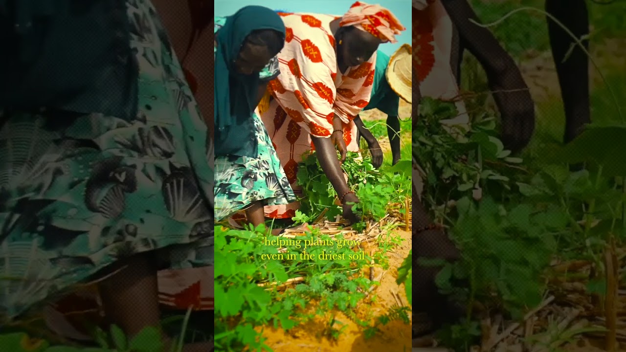 The Great Green Wall of Africa