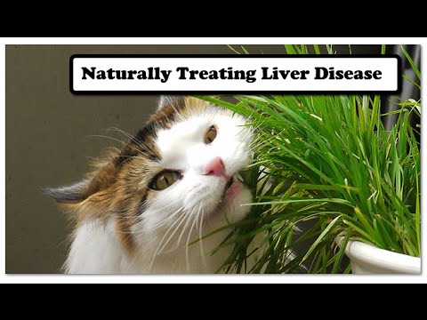 Naturally Treating Liver Disease in Dogs and Cats