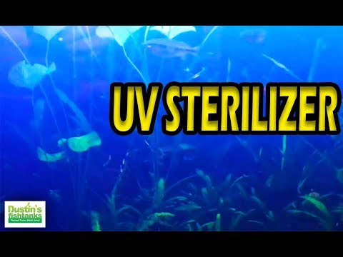 How to use a UV Sterilizer in the Planted Tank: My Take on UV Sterilizers