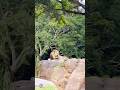 Lion At Disney S AnimalKingdom Kilimanjaro Safari Clue 3 Of Our 4 Park Challenge DisneyWorld AK