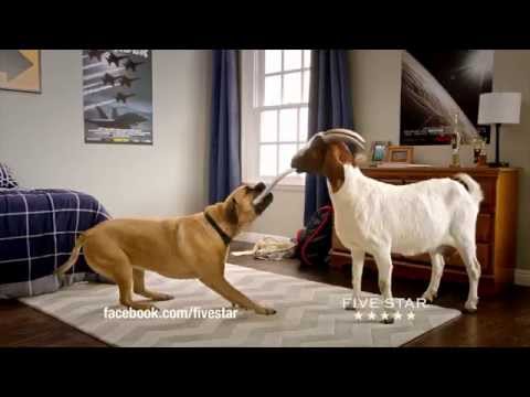 Cinco the Dog vs. Five Star® Notebooks - 2014