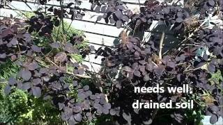 Mrs Fine Fettle&#39;s Plant Picks: Smoke Bush