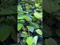 Betel Leaf Plants In Aamar Nursery #shorts #ytshortsindia #agriculture #betelleaf #ytshorts #plants