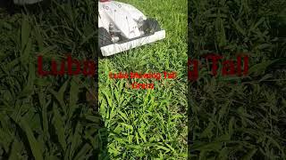 Mammotion Luba 5000 AWD Mowing Tall Grass #robotmower #yardwork #luba #mammotionluba