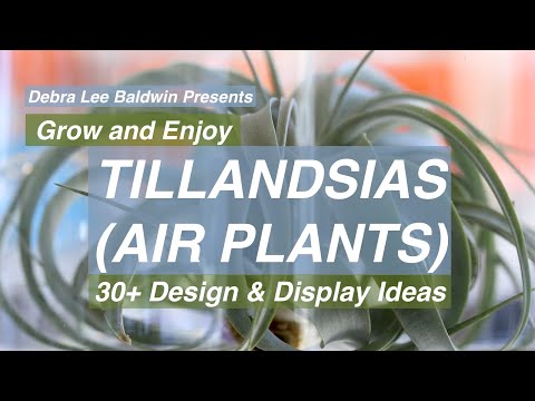 New Tillandsia (Air Plants) Page and Video