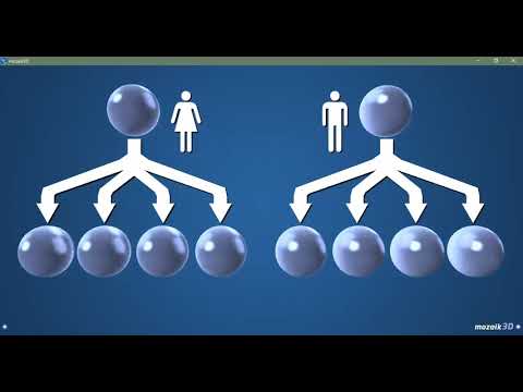 Meioza - animație 3D