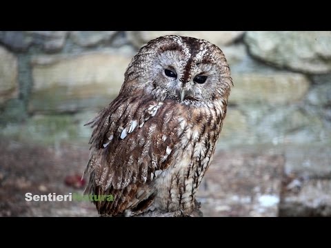 Anello del monte Ciavac - SentieriNatura 2016 - 07