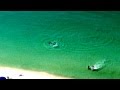 Dos bañistas escapan a tiempo de un tiburón martillo