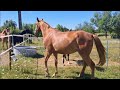 Hongre de 4 ans - Loisir ou CSO