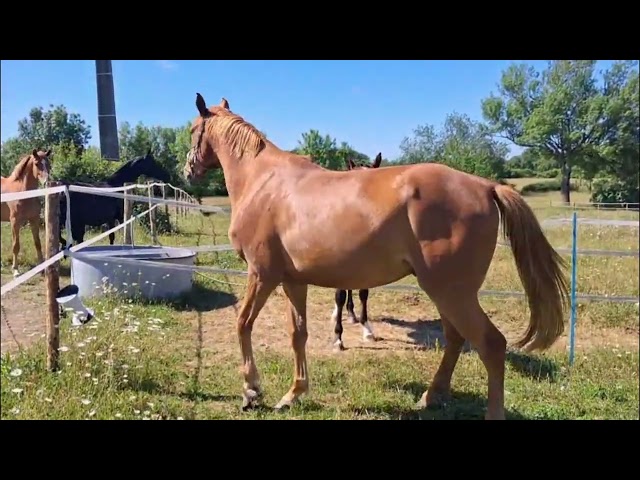 Hongre de 4 ans - Loisir ou CSO