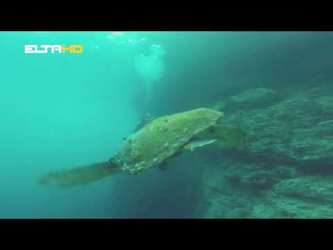 BL HRONIKA 09 02 21 - RONILACKI SAVEZ RS