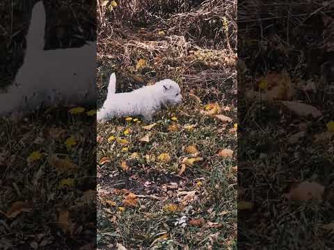 West Highland White Terrier Welpe kaufen