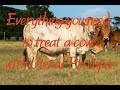 Everything You Need To Know To Save A Cow With A Prolapsed Uterus 2021