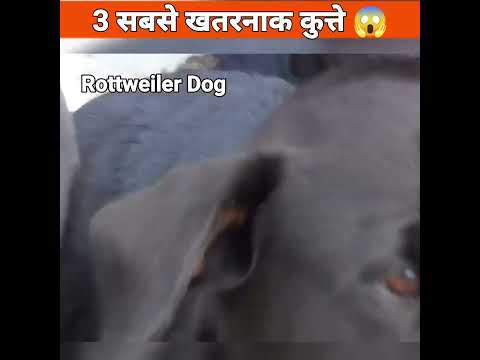 दुनिया के 3 सबसे खतरनाक कुत्ते Rottweiler Dog 