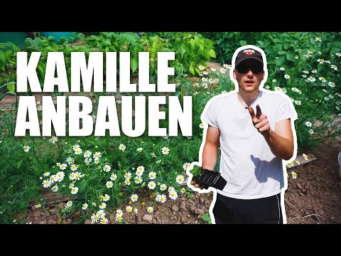 Kamille VORZIEHEN oder AUSSÄEN?