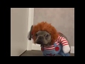 Perro disfrazado de Chucky