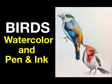 Watercolor | Pen Ink Study e3 | Birds
