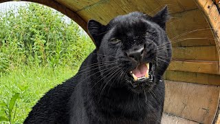 Funny bored Luna the panther 😂(ENG SUB)