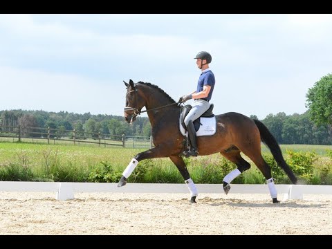 SOLD: MaybachZ *2016 Old Gelding by Morricone-Fidertanz, L placed