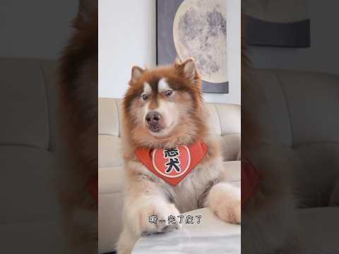The dog helped remove the tag from its owner's new pants.