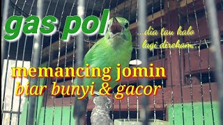 Download lagu cucak ijo mini betina pancingan handal|suara cucak ijo mini mp3 Download lagu cucak ijo mini betina pancingan handal|suara cucak ijo mini mp3