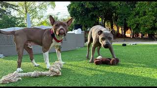 Video preview image #1 American Staffordshire Terrier-Unknown Mix Puppy For Sale in San Jose, CA, USA