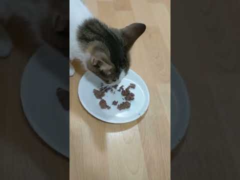 will Kitty eat ground beef?