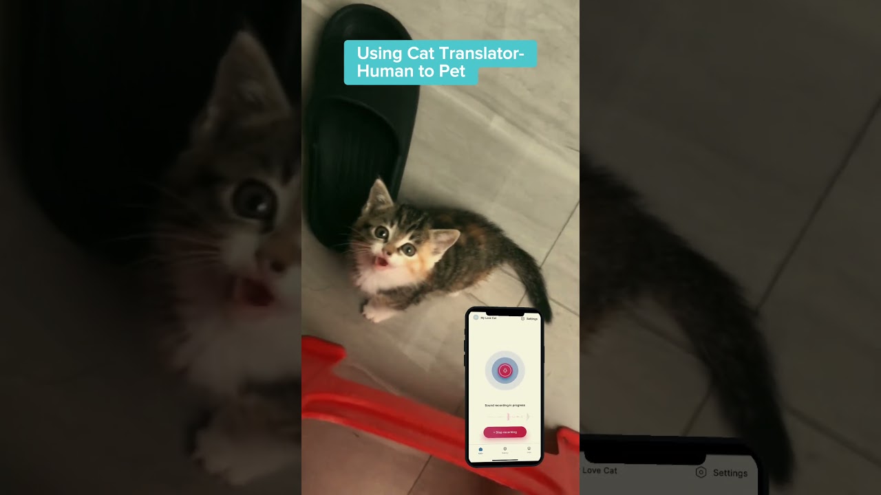 Talk with your cat. Using “CAT TRANSLATOR - Human to Pet” App