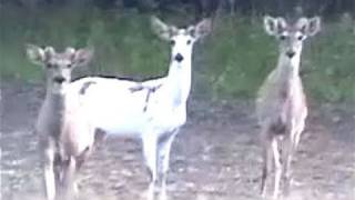 FIRST VIEW COYOTE PACK STALKS RARE WHITE ALBINO (PIEBALD) WHITETAIL