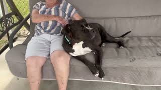 Video preview image #1 Mutt Puppy For Sale in Mount Laurel, NJ, USA