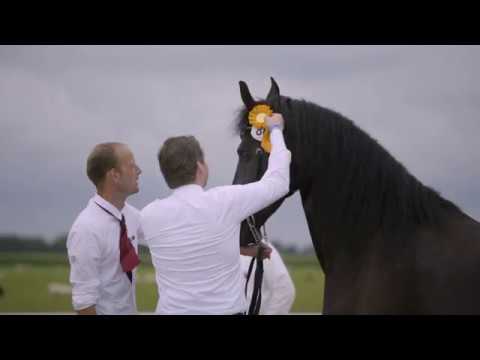 Fokdag Het Friesche Paard Noord en Zuid-Holland 2019