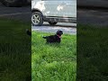 Mini Bernedoodle dogs for sale: Rizzy - Video 1