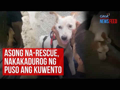 Asong na-rescue, nakakadurog ng puso ang kuwento GMA Integrated Newsfeed