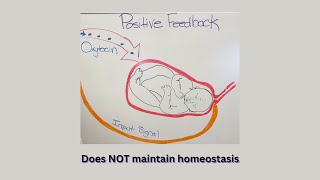 Bio 5 Positive Feedback