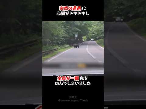 野生のクマに出会ってしまった