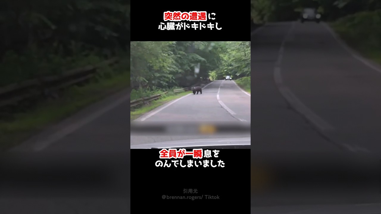 野生のクマに出会ってしまった
