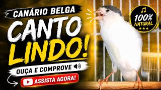 Você Vai se Encantar com o Canto Deste Canário Belga!