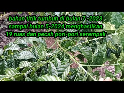 bahan B0 yang titik tumbuh di bulan 7-8 siap berbunga di bulan 5-6