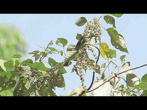 Juhina malochochlatá (Staphida castaniceps) — spev a hlas v prírode