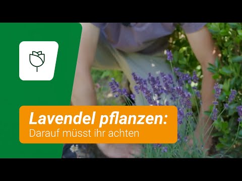 Lavendel pflanzen: Darauf müsst ihr achten