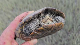 Diamondback Terrapin Found in the Marsh
