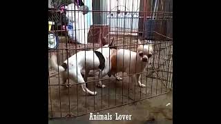#dogsex