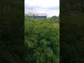 Bocil Lagi Coli Di Kebun
