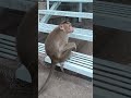 Korangu Shortsfeed Comedyshorts Monkey Youtubeshorts Shorts Funnyvideo Viral Trending
