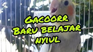 Download lagu Parkit Australia/Cockatiel Gacor Buat Pancingan mp3 Download lagu Parkit Australia/Cockatiel Gacor Buat Pancingan mp3