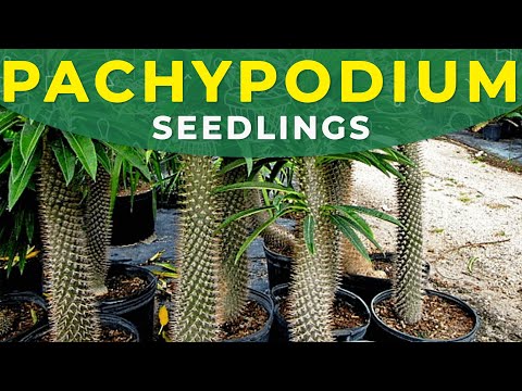 , title : 'PACHYPODIUM SEEDLINGS TRANSPLANTING | Growing pachypodium from seeds part 2'