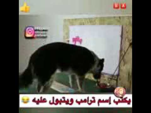 كلب يكتب اسم ترامب ويتبول عليه