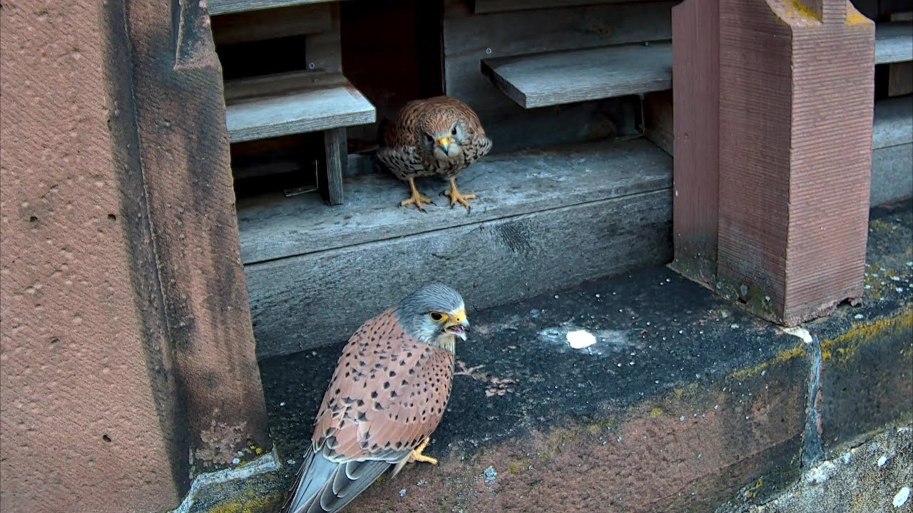 Bei den Turmfalken brüten beide Eltern im Wechsel! | 04.05.2024