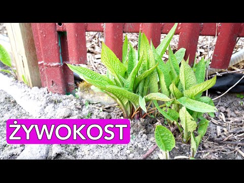 ŻYWOKOST. Uprawa, wysiew z nasion i gnojówka.  Ogród warzywny z Kasia.in