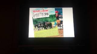 Mules and More Commercial